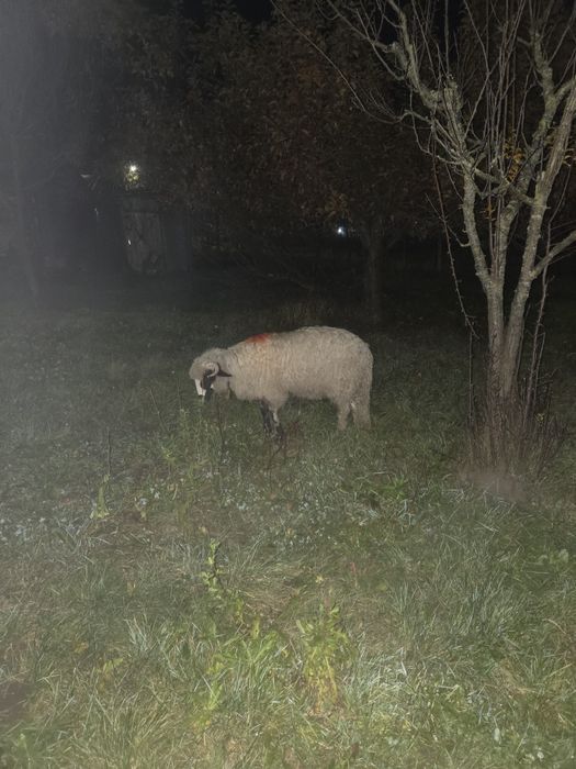 Mieii berbecuți disponibili