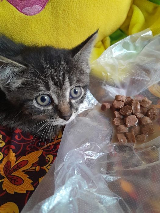 Отдам котенка 1,5 месяца бесплатно