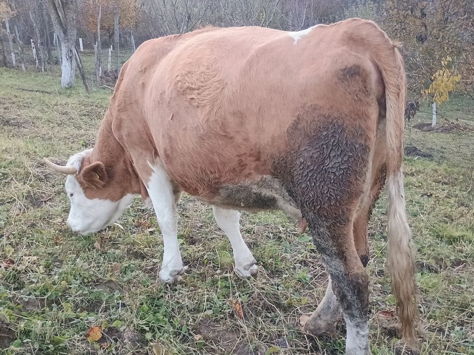 Vând junincă gestantă in opt luni