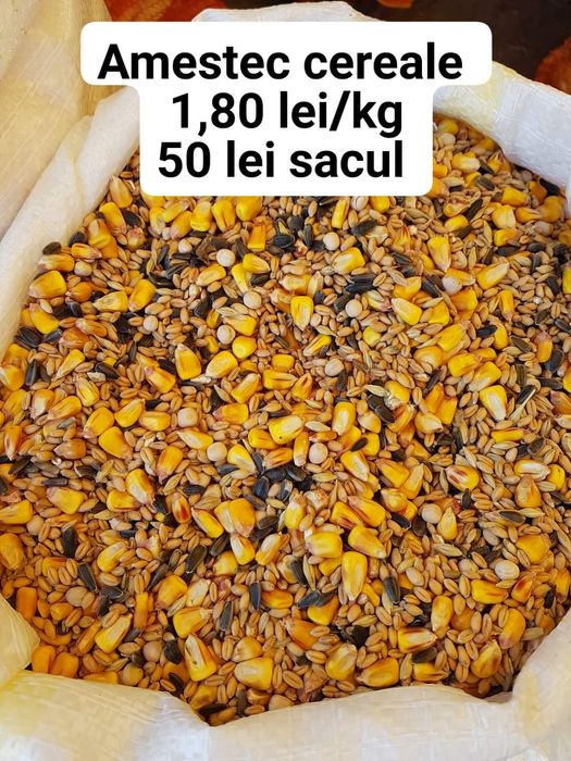 grau ,porumb,uruiala