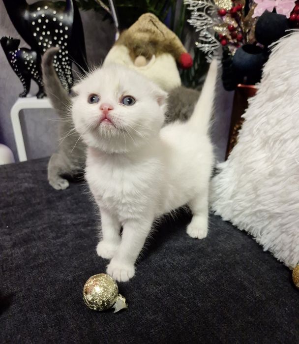 Шотландски котенца