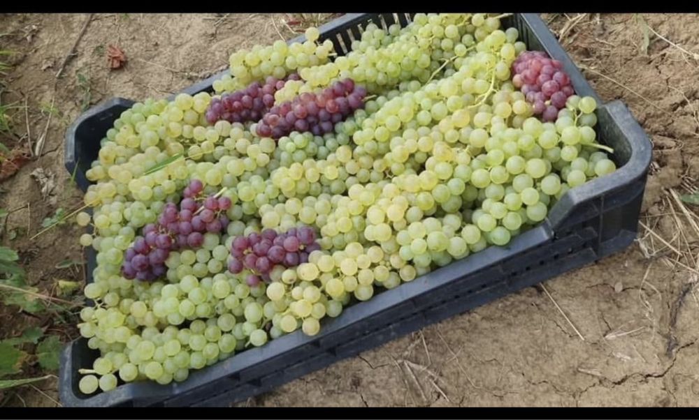 Struguri de vin