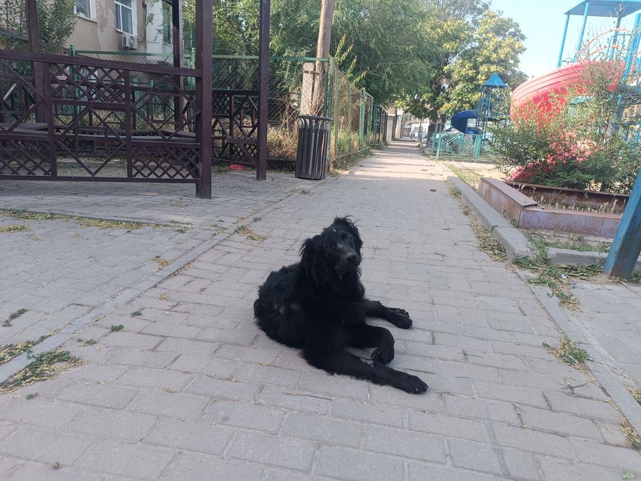 Щенки  бесплатно