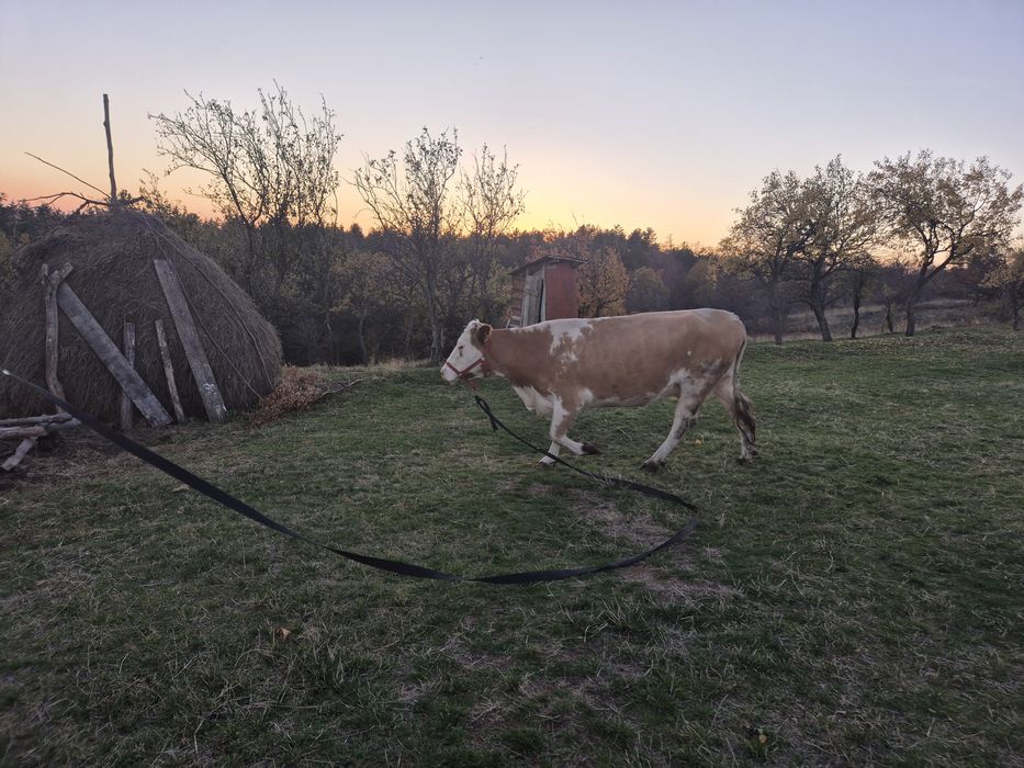 Vand la pachet 2 vaci cu un vitel de 6 saptamani