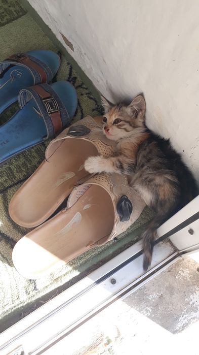 Отдам котенка девочку в хорошие, добрые руки, наш адрес Сайрам центр