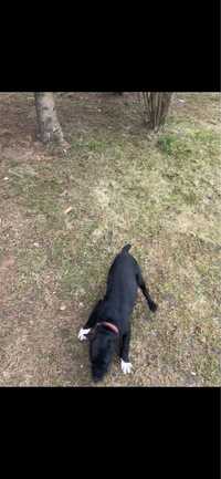 Mascul 7 luni- Patterdale Terrier