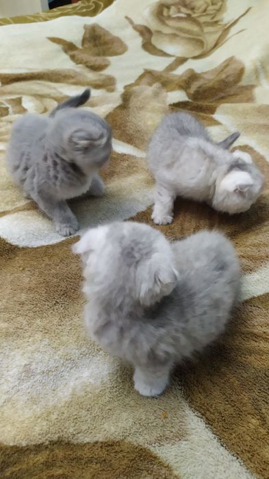 Шотландские котята