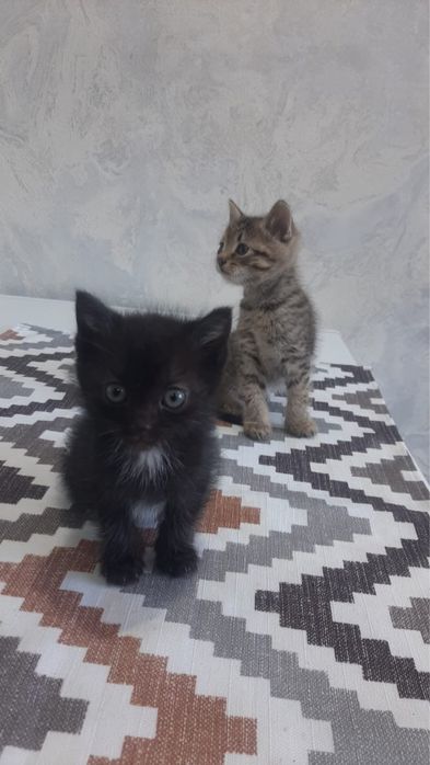 Отдаром даром котят