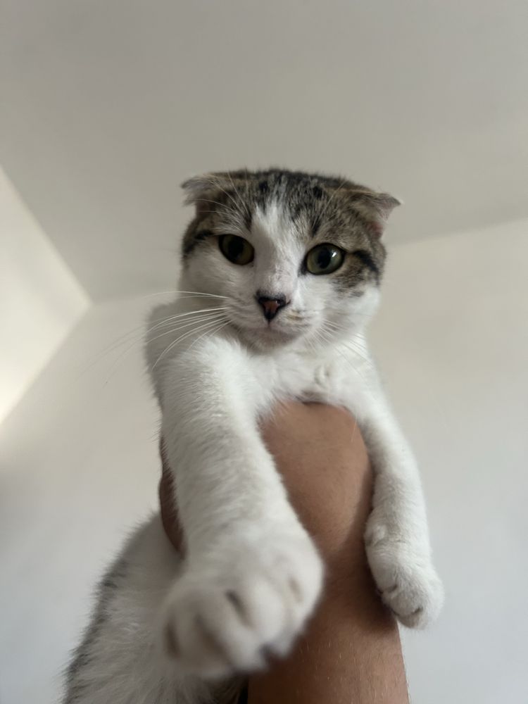 Отдам даром шотладскую вислоухую кошку