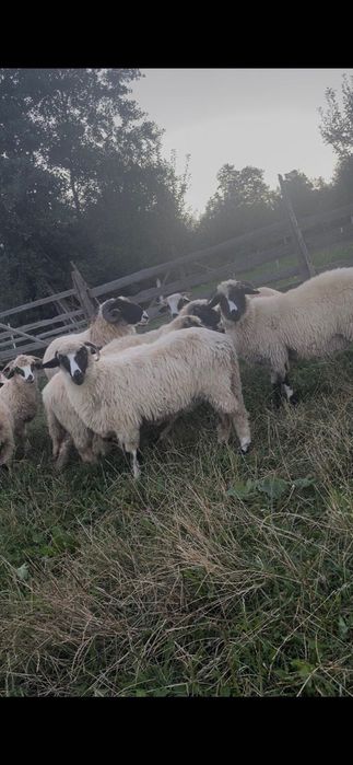 Vând mielute și berbecuți