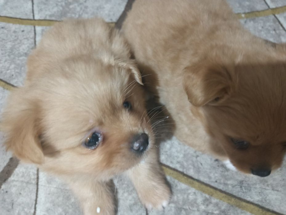 Cățeluși pekinezi