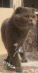 Мушук scottish fold 1 ойлик