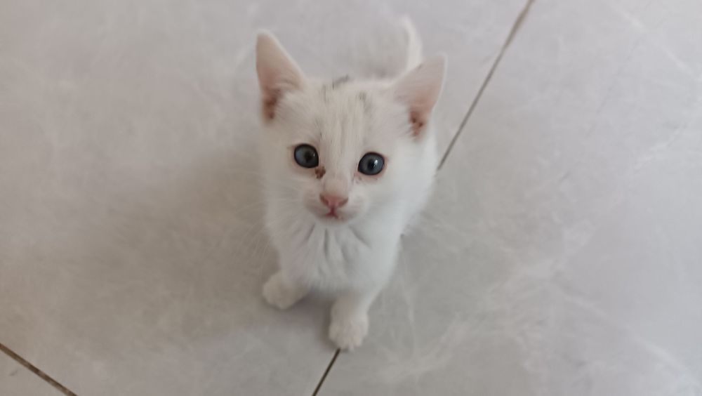 Котята 1.5 мес отдам даром