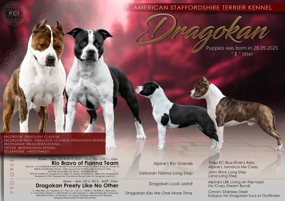 Amstaff rasă pură cu pedigree