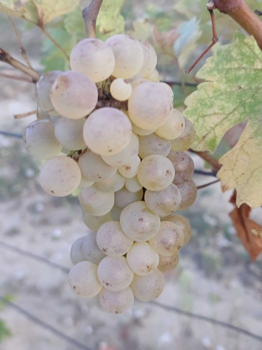 Struguri aromati căpșunica