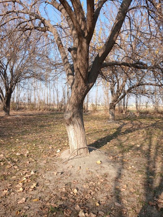 Утин учун дарахтлар сотилади