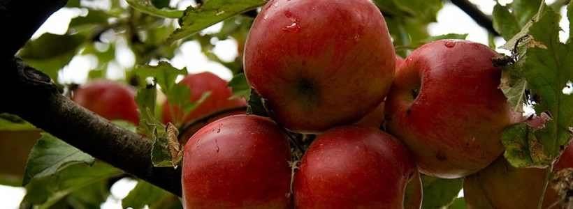 Vand mere (diverse soiuri)