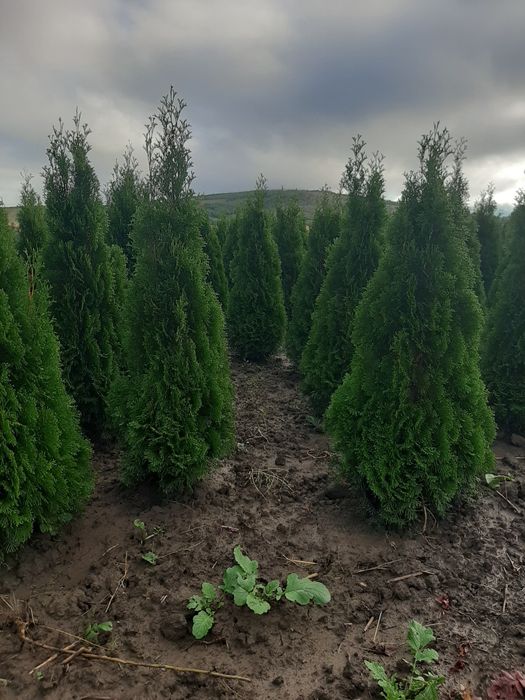 Vindem Brazi Tuia mesteacăn tei platan stejar frasin magnoli