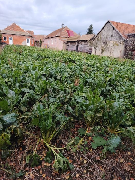 De vanzare baloti de paie si sfecla furajier