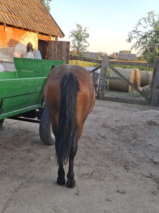 De vânzare mânza 1,5 de ani