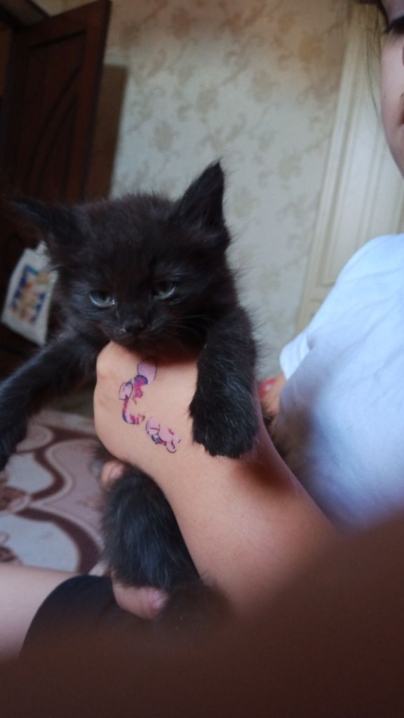 Отдам котят в заботливые руки