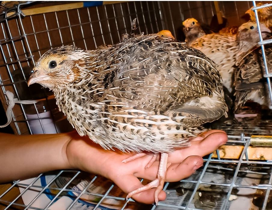 перепелка разный породы