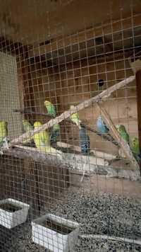 Волнистые папугай сотилади