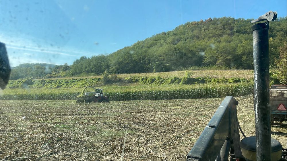 Porumb siloz recolta 2025