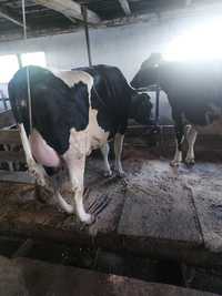 Vand juninci holstein