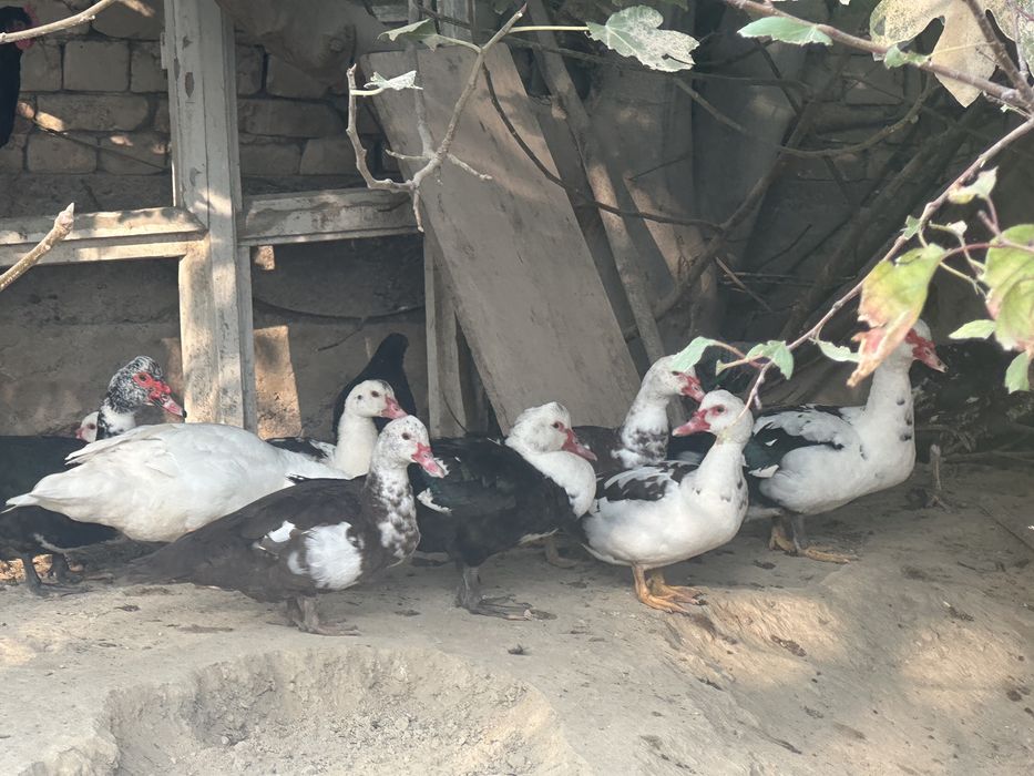 Индийский урдаклар сотилади 20 тача бор