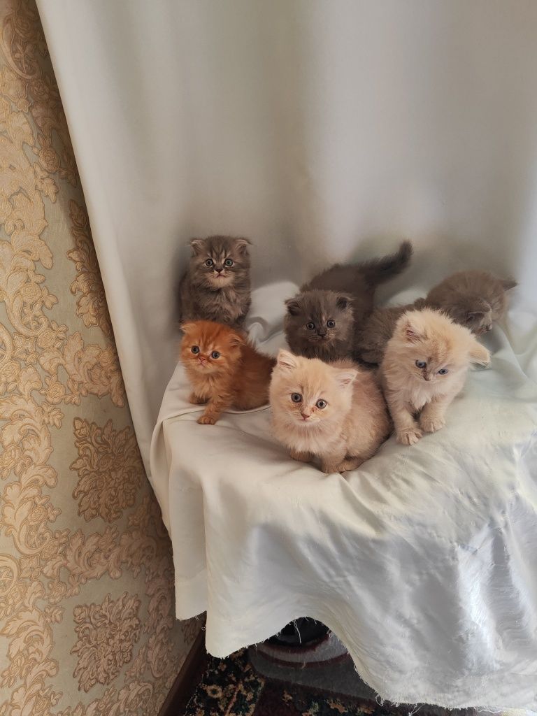 Продаются котята