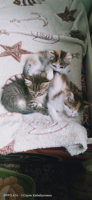 Отдам домашних КОТЯТ в добрые руки