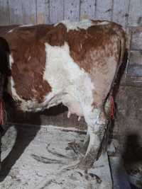 Vând vaca Baltata Româneasca MARE gestanta în șapte luni și jumătate