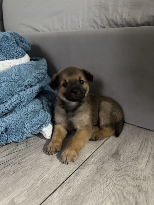 Щенок мальчик ищет дом