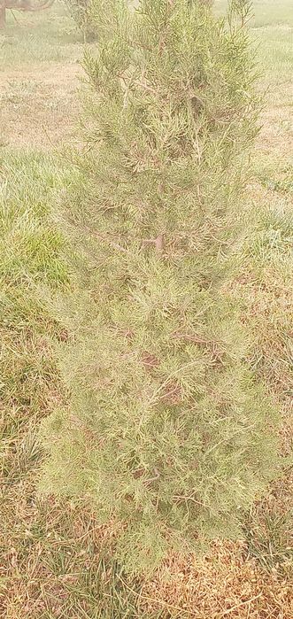 Archa majvelnik 3 yosh