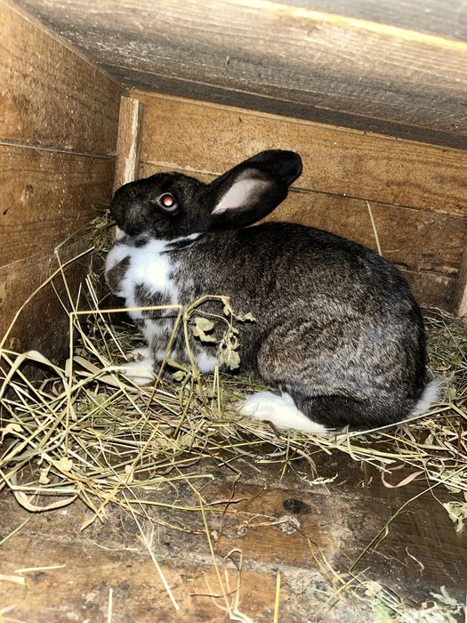 Vand iepurasi mici - mari