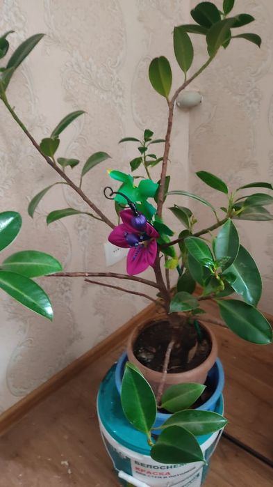 Фикус комнатный продам