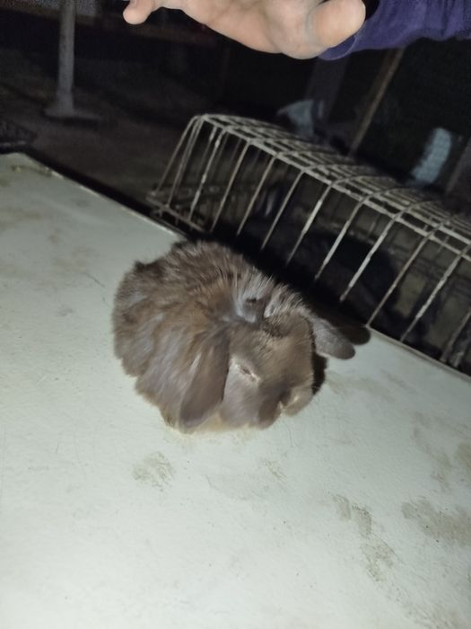 Quyonlar karlik baran