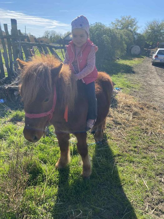 Vand ponei talie mica