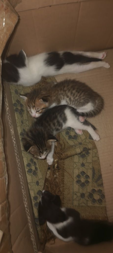 Котята и кошки в добрые руки