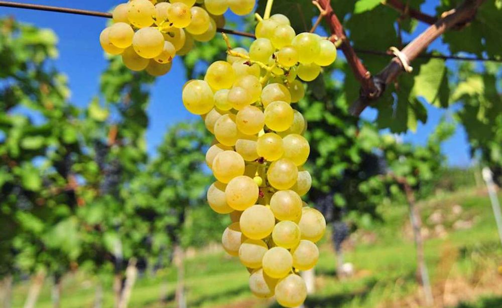 Struguri de masa si vin 2025 Calitate Excelenta