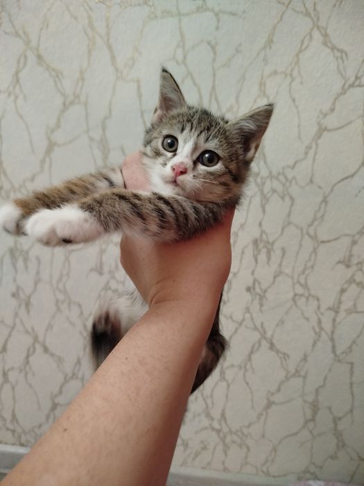 Отдам даром котят ,в добрые руки