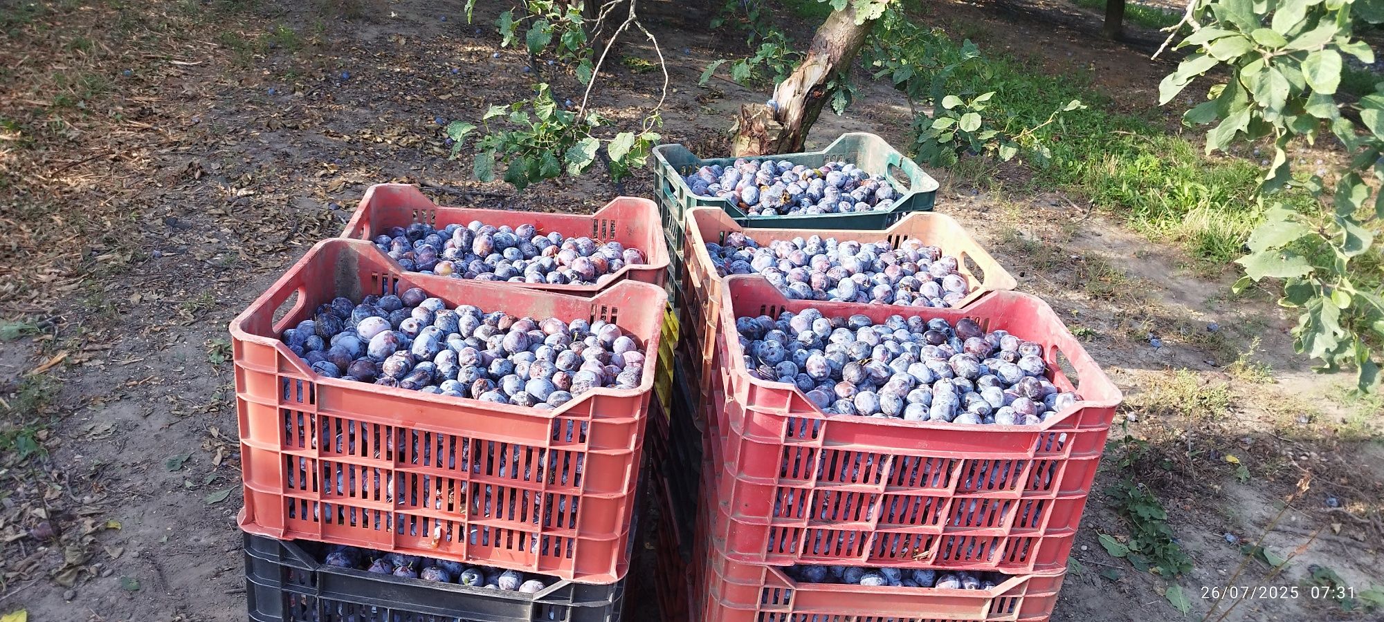 Vând prune pentru țuică și rachiu