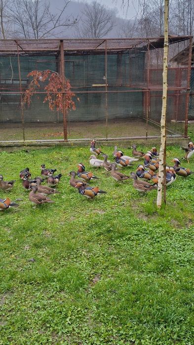 Rațe Mandarine , Caroline