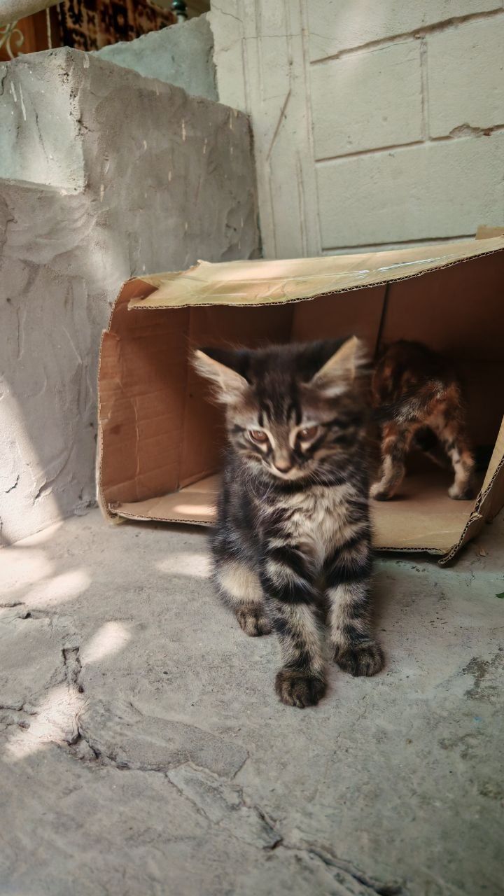 Котонок мей кун малчик