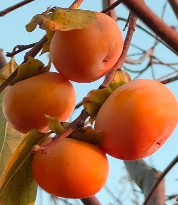 Pomi Fructiferi EXOTICI la Ghiveci  (KAKI )