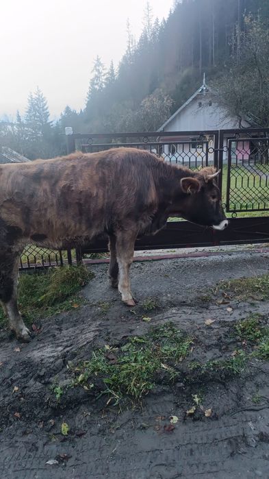 Vând junică gestantă