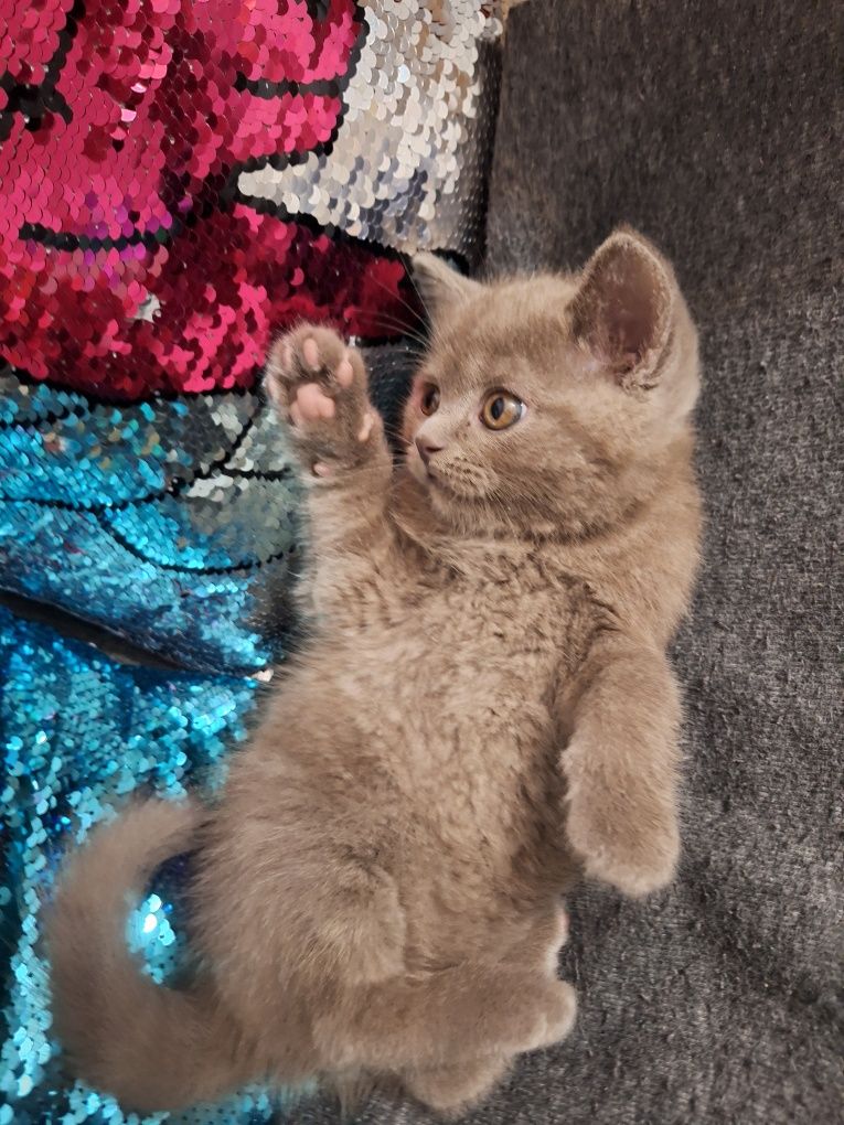 British shorthair