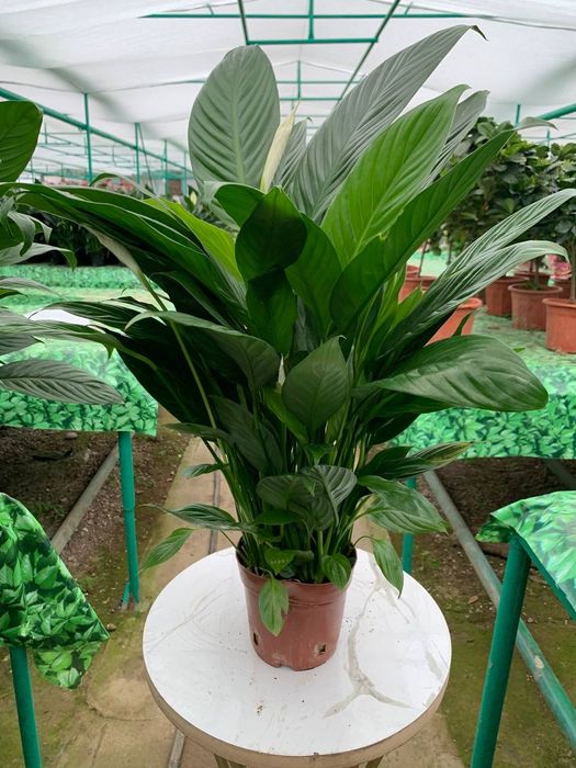 Corona flowers works