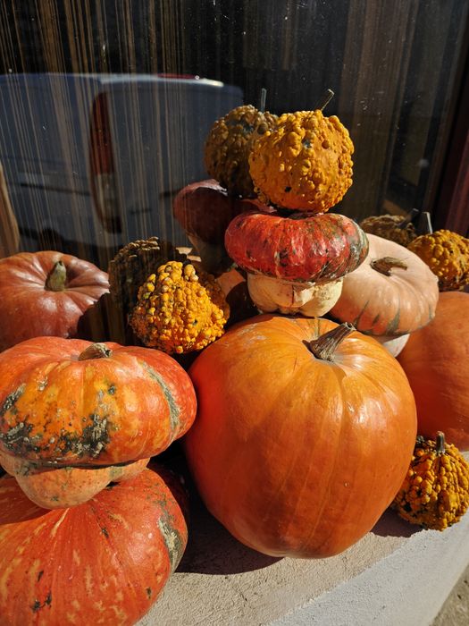 Dovleci Halloween